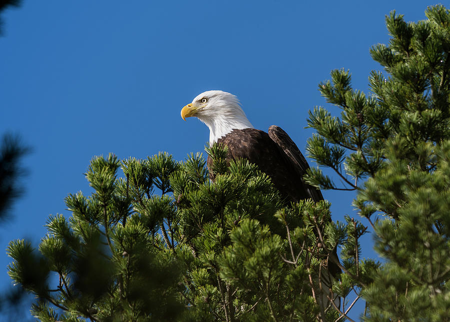 Bald Eagle in a Pine Tree Photograph by Robert Potts