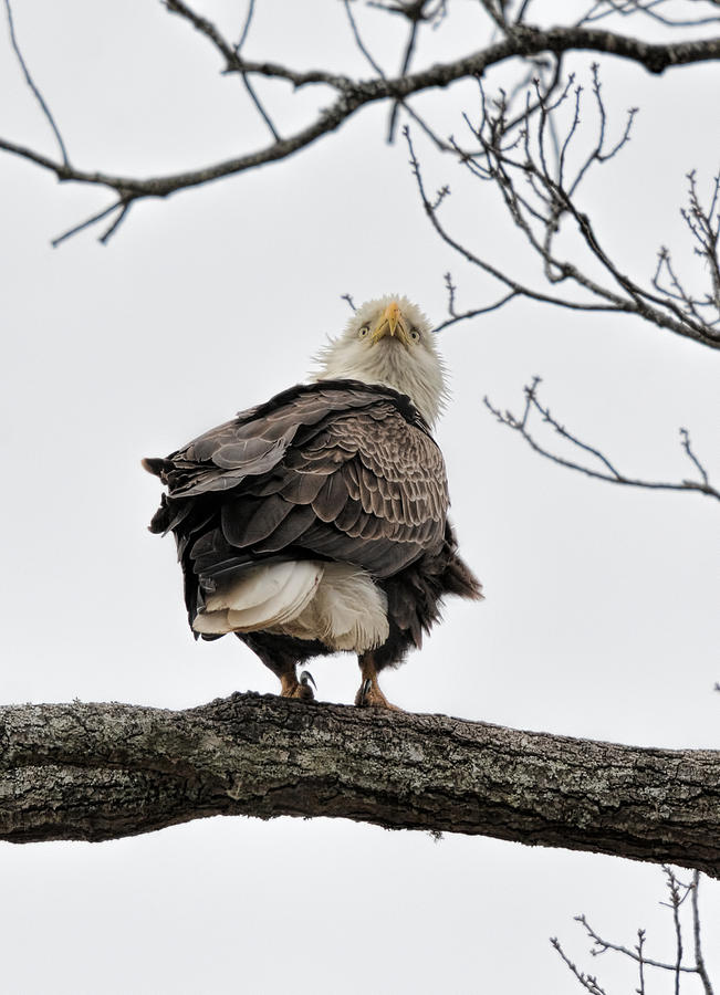 Bird Photograph - Bald Eagle In A Tree 022720163949 by WildBird Photographs