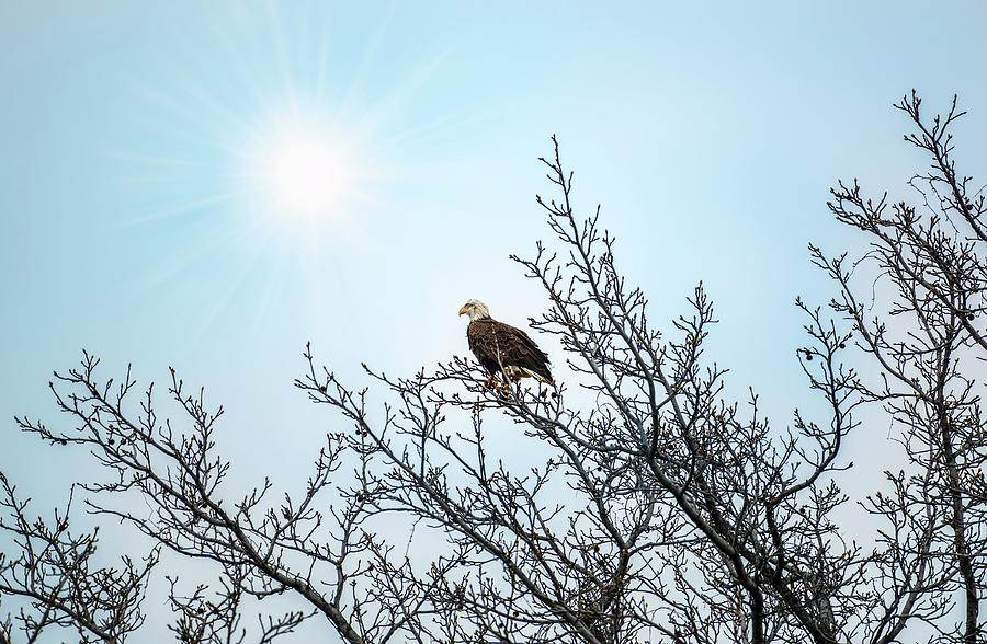 Bald Eagle in a tree enjoying the sunlight Photograph by Patrick Wolf