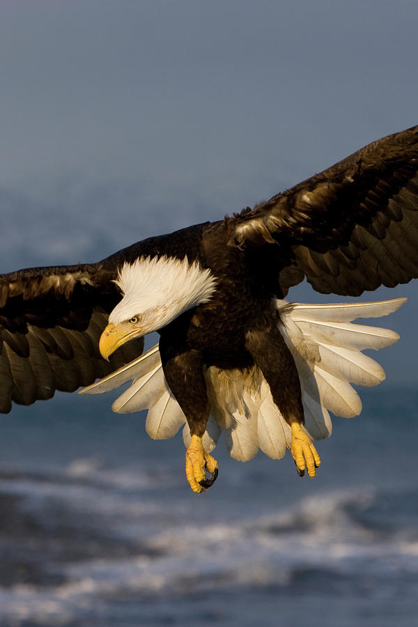 Bald Eagle in Action Photograph by Mark Miller