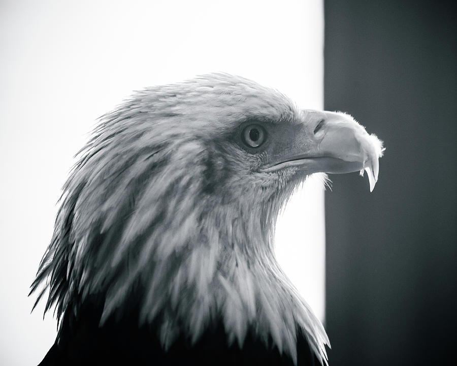 Bald Eagle in Black and White Photograph by Lauri Novak