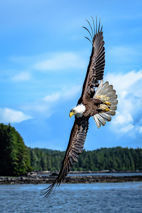 Bald Eagle in Canada Photograph by Russell Cody - Fine Art America