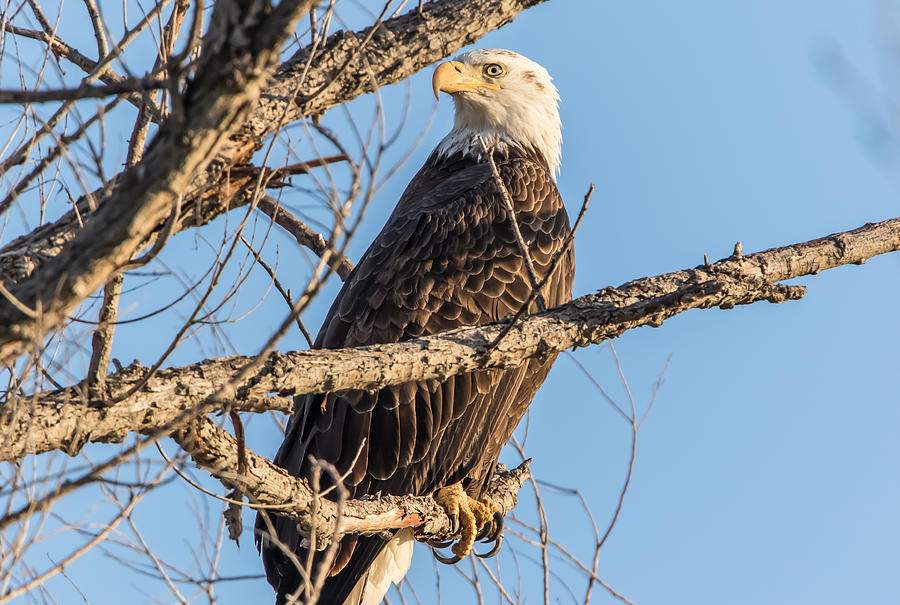 Bald Eagle in Early Morning Light Photograph by Marc Crumpler