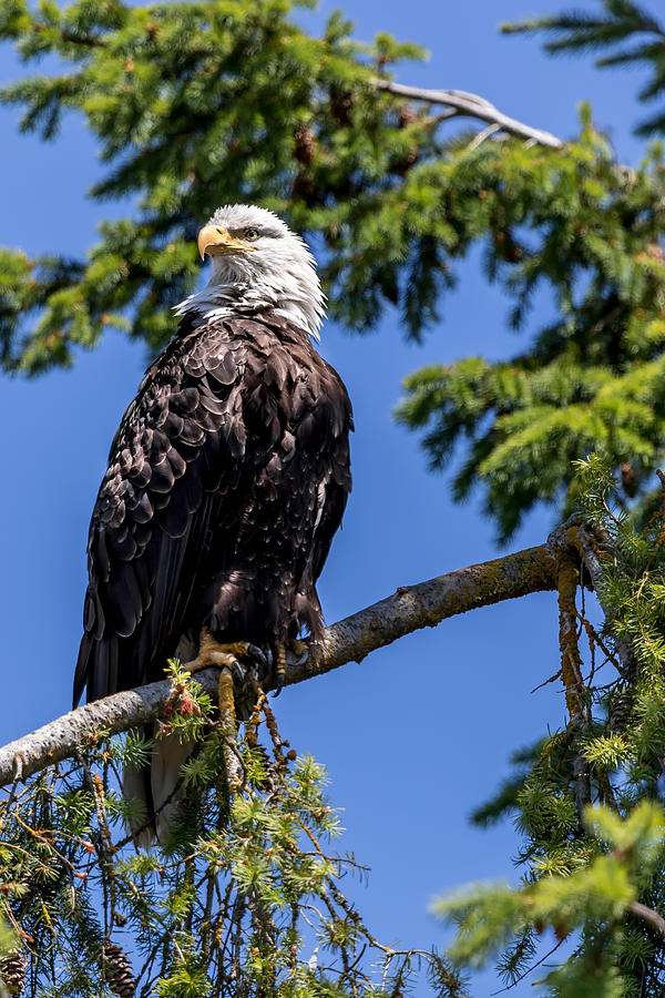 Bald Eagle in Evergreen Photograph by Rob Green