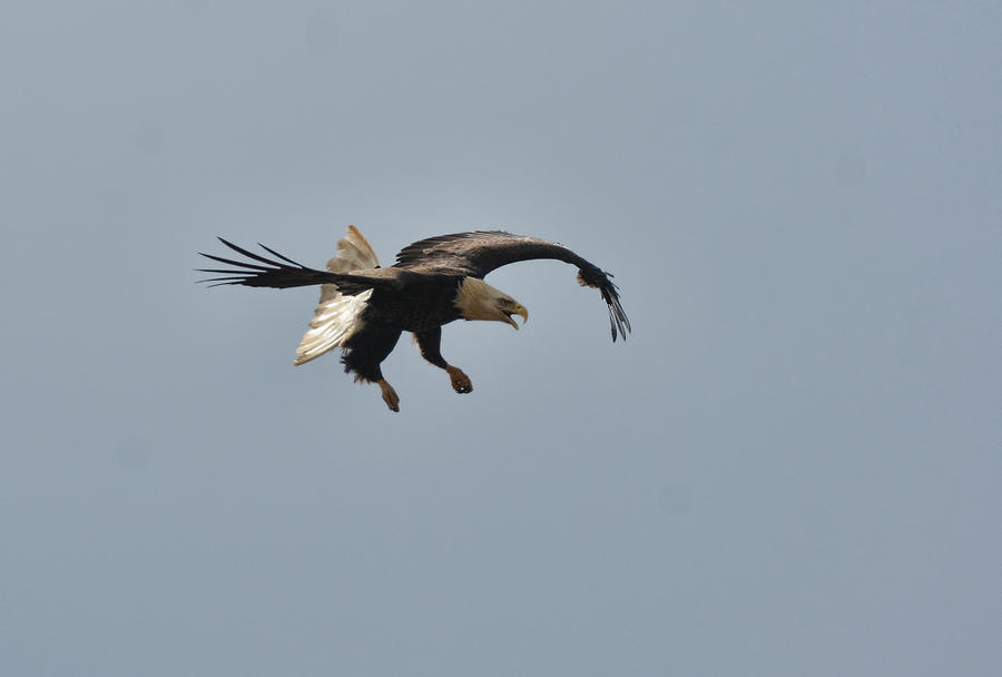 Bald Eagle In Flight 022720162800 Photograph