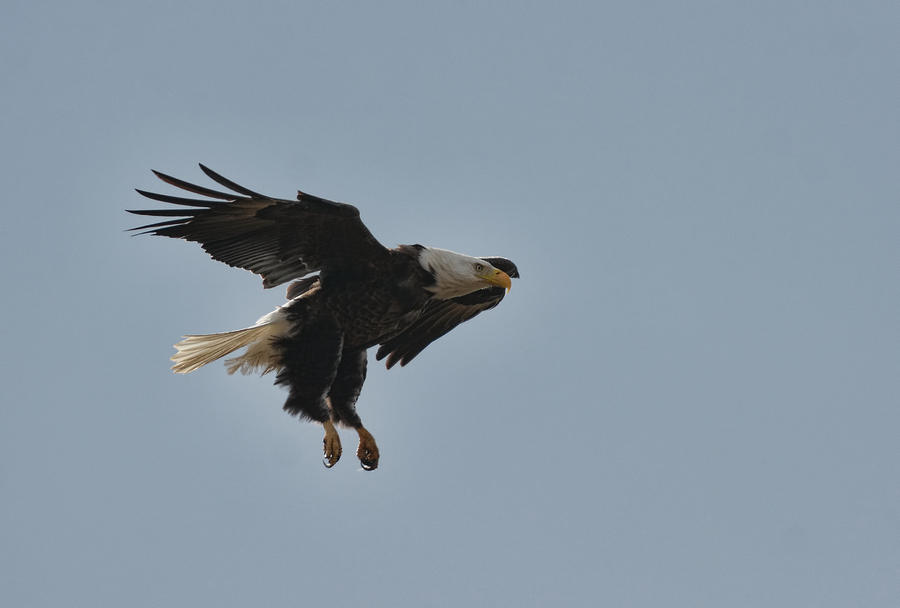 Bald Eagle In Flight 022720162861 Photograph