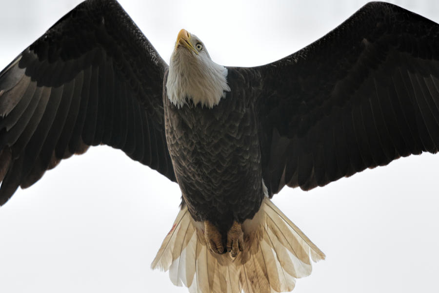 Bald Eagle In Flight 022720163078 Photograph