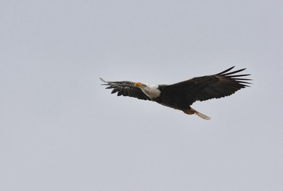 Bald Eagle In Flight 022720163435 Photograph