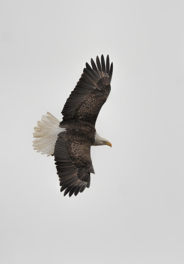 Bald Eagle In Flight 022720163586 Photograph