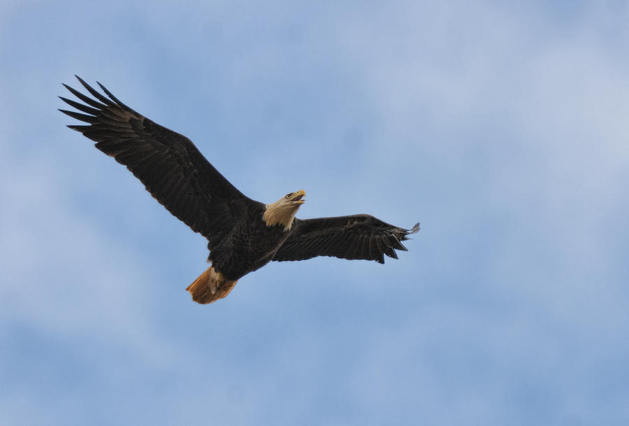 Bald Eagle In Flight 022720163613 Photograph