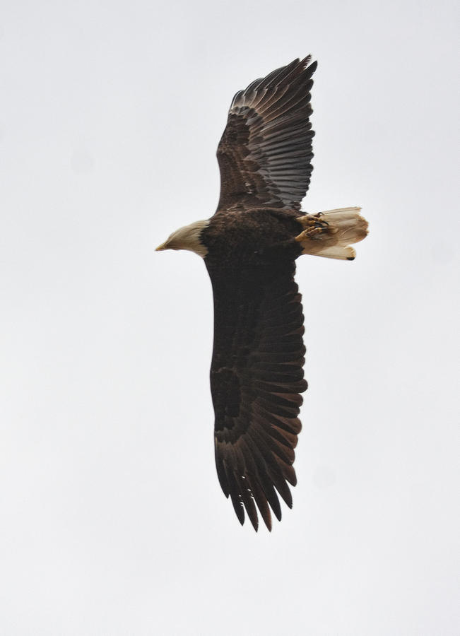 Bald Eagle In Flight 022720163834 Photograph