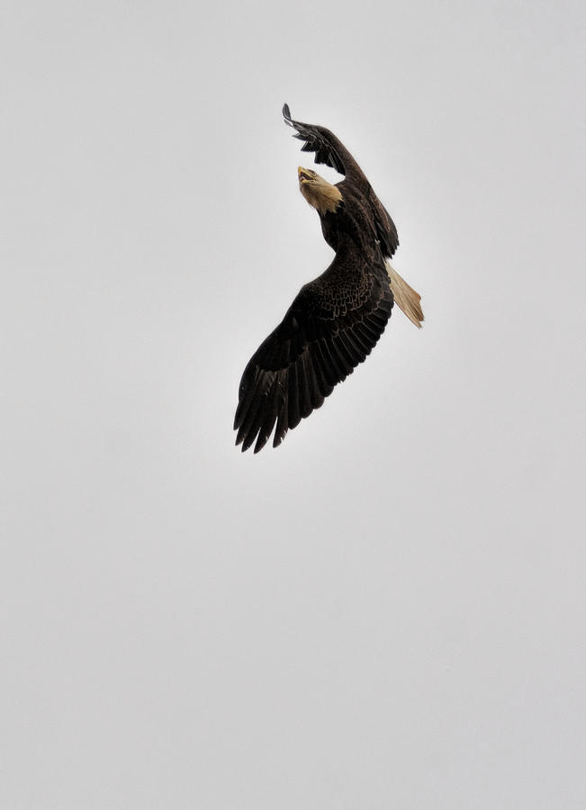 Bald Eagle In Flight 022720163894 Photograph