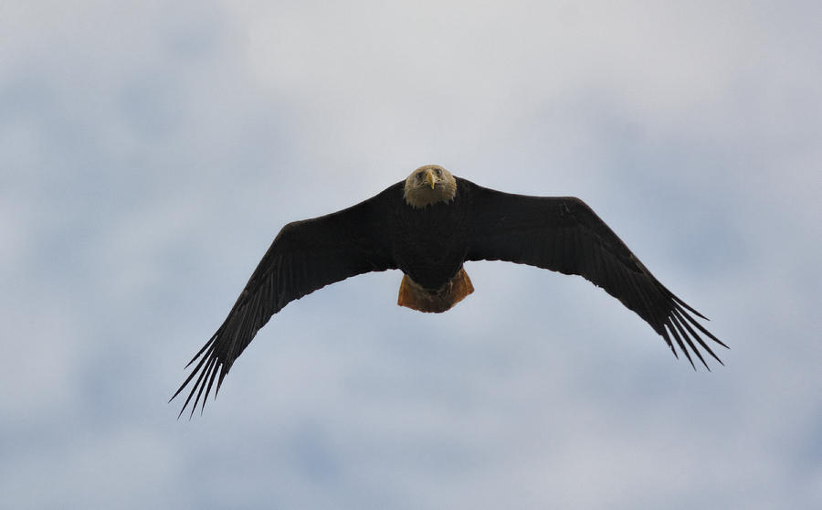 Bald Eagle In Flight 022720164117 Photograph