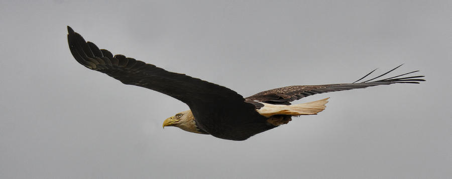 Bald Eagle In Flight 022720164146 Photograph