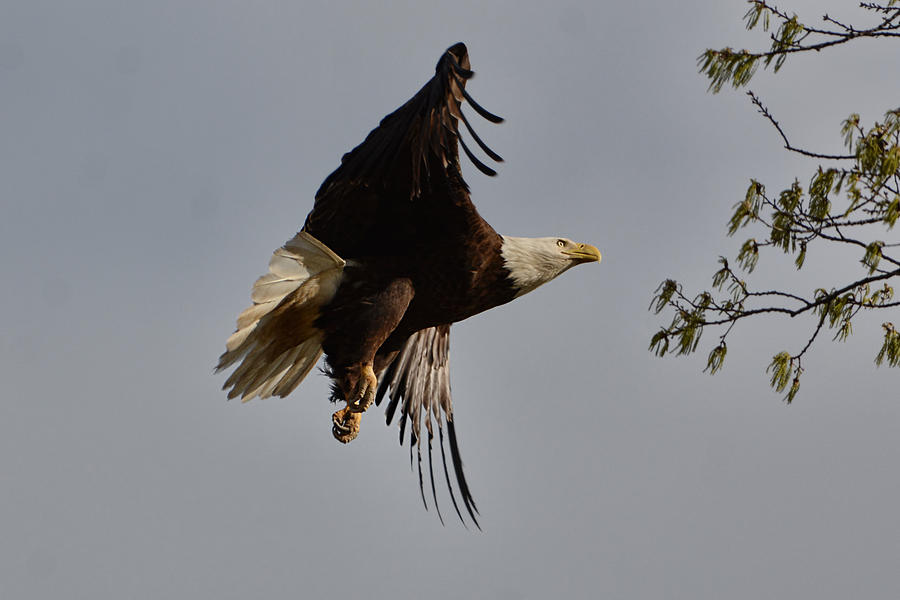 Bald Eagle In Flight 031520168790 Photograph