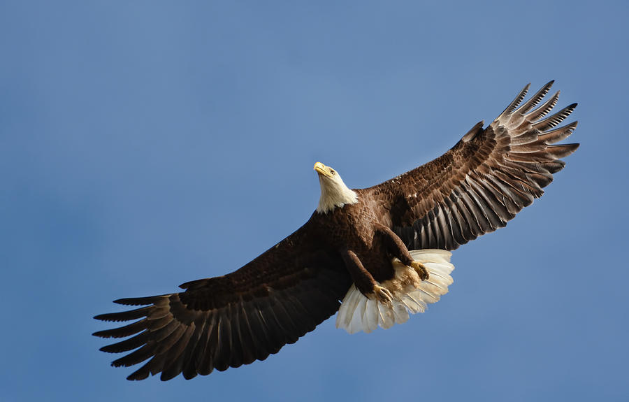 Bald Eagle In Flight 031520168883 Photograph