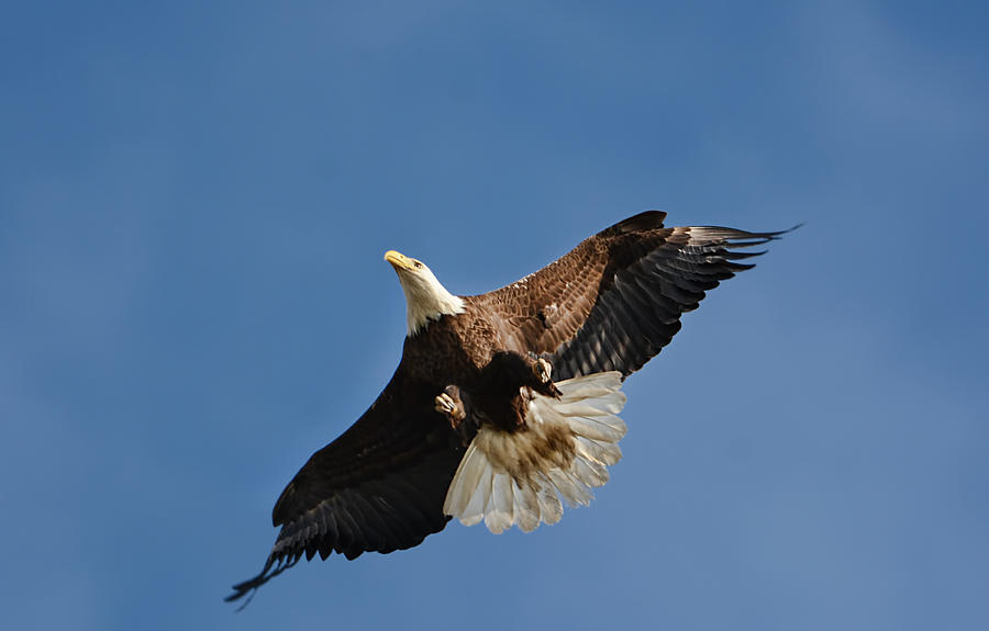 Bald Eagle In Flight 031520168884 Photograph