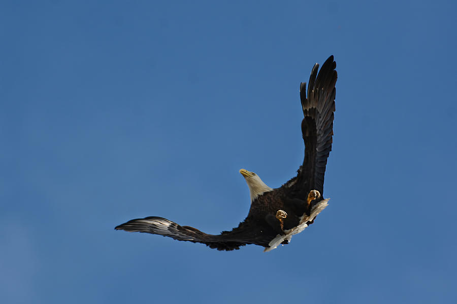 Bald Eagle In Flight 031520168885 Photograph