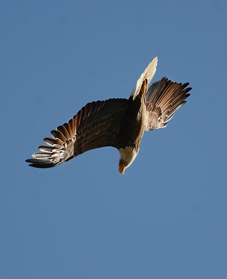 Bald Eagle In Flight 031520168936 Photograph