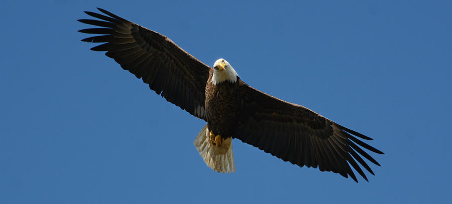 Bird Photograph - Bald Eagle In Flight 031520169038 by WildBird Photographs