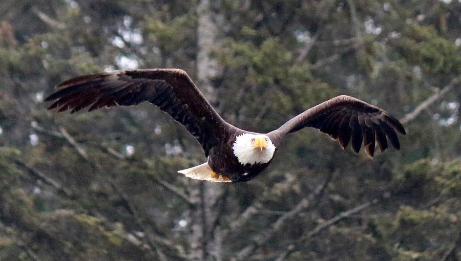 Bald Eagle in Flight - 2 Photograph by Christy Pooschke