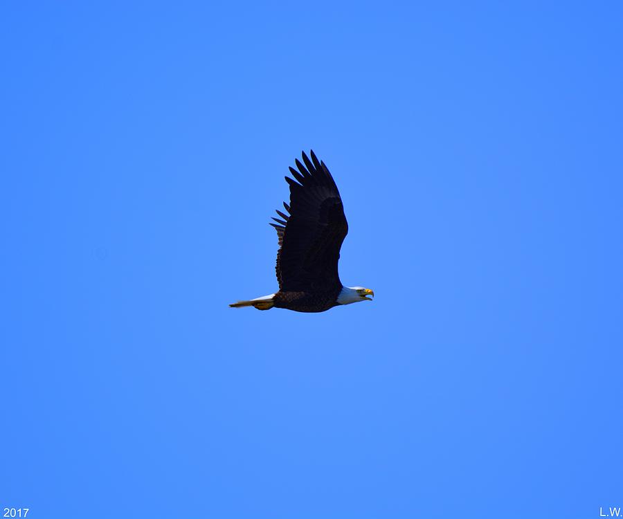 Bald Eagle In Flight 2 Photograph by Lisa Wooten