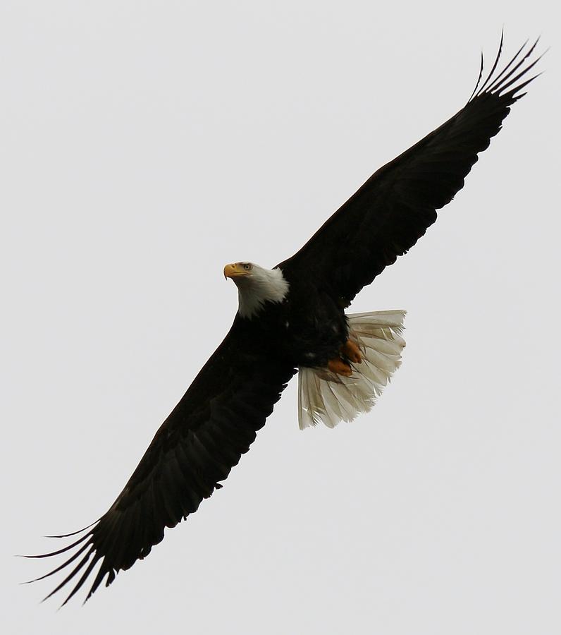 Bald Eagle in Flight - 3 Photograph by Christy Pooschke