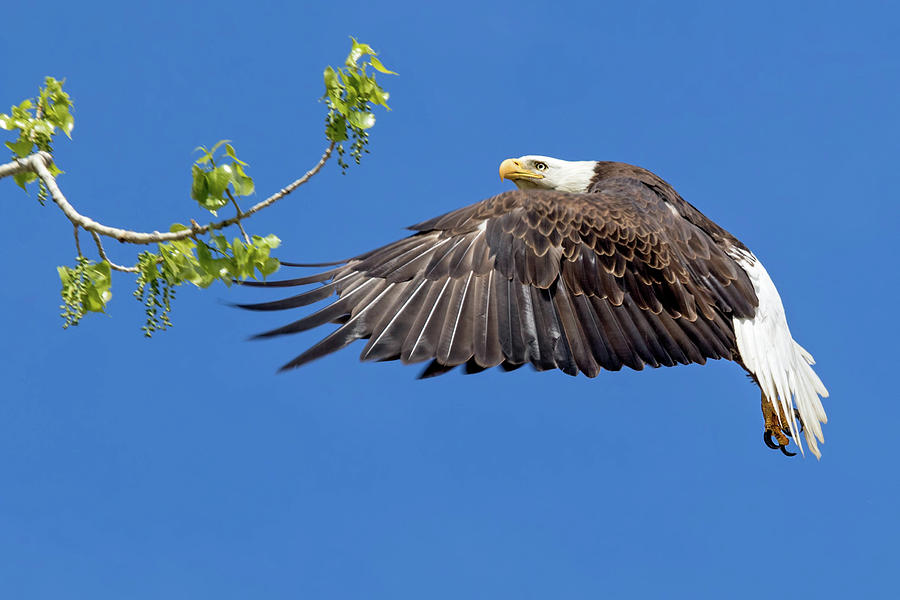 Bald Eagle in Flight 4-25-17 Photograph by Dawn Key