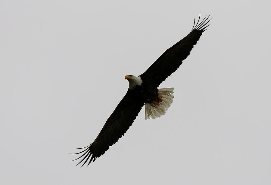 Bald Eagle in Flight - 4 Photograph by Christy Pooschke