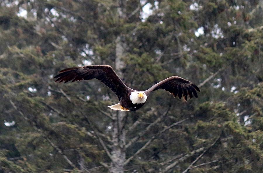 Bald Eagle in Flight - 5 Photograph by Christy Pooschke