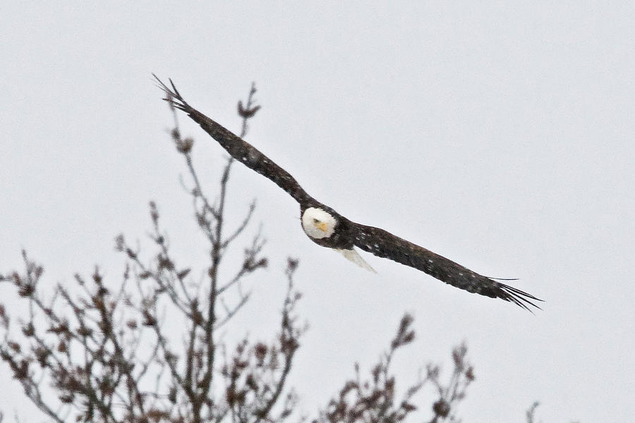 Bald Eagle in Flight 5474 Photograph by Michael Peychich