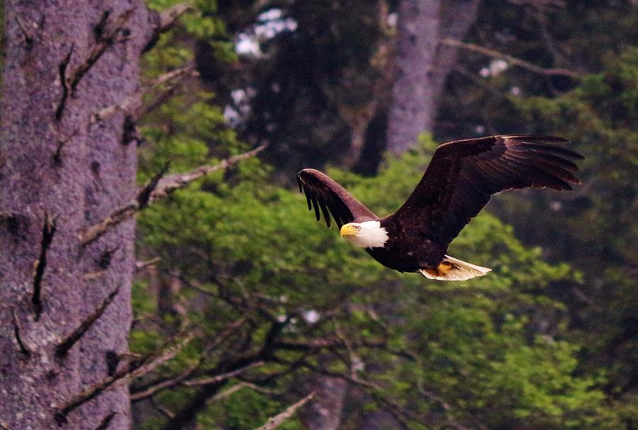 Bald Eagle in Flight - 7 Photograph by Christy Pooschke