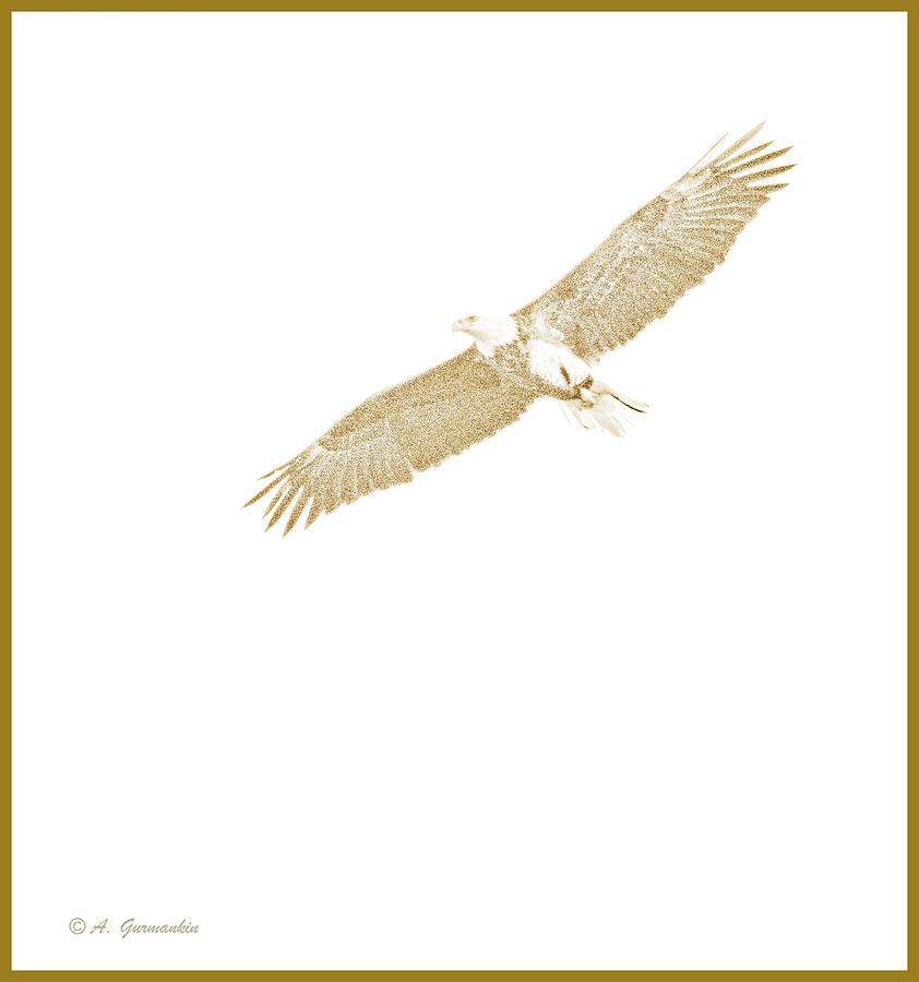 Bald Eagle in Flight Photograph by A Macarthur Gurmankin
