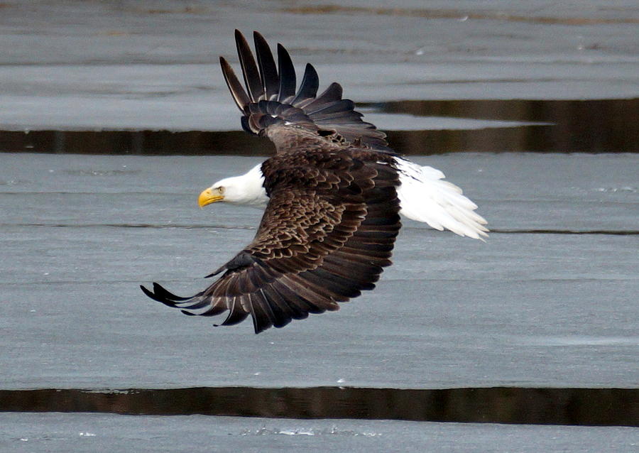 Bald Eagle in Flight Photograph by Beth Collins