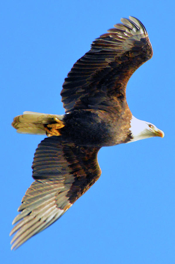 Bald Eagle in Flight Photograph by Brian OKelly