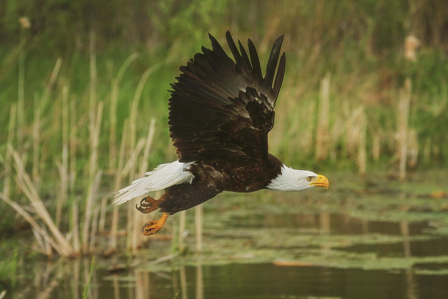 Bird Photograph - Bald Eagle in Flight by Carrie Ann Grippo-Pike