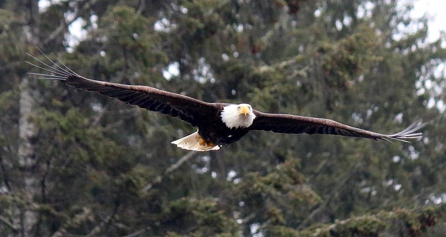 Bald Eagle in Flight  Photograph by Christy Pooschke