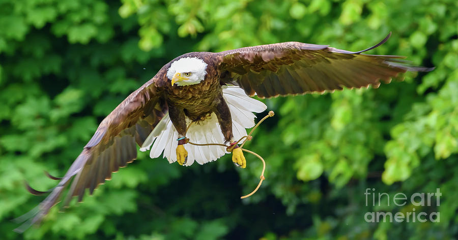 Bald Eagle in flight Photograph by Colin Rayner