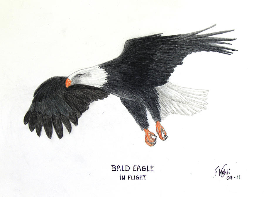 Bald Eagle in Flight Drawing by Frederic Kohli