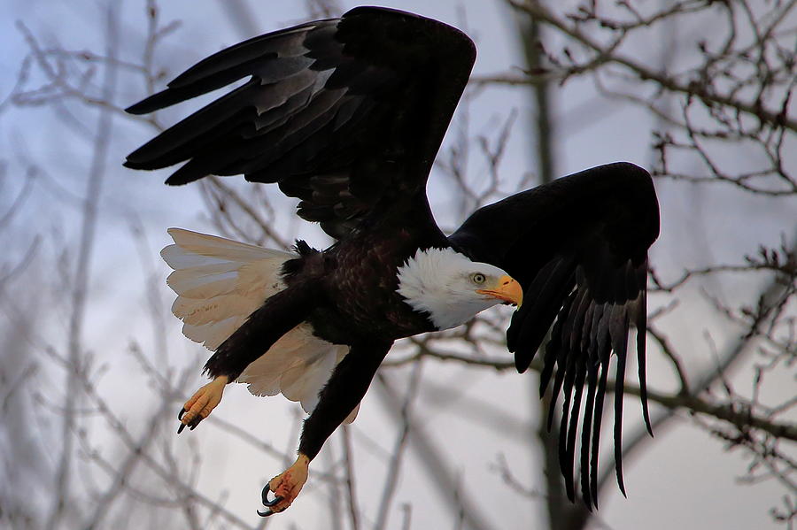Bald Eagle in flight Photograph by Gary Corbett