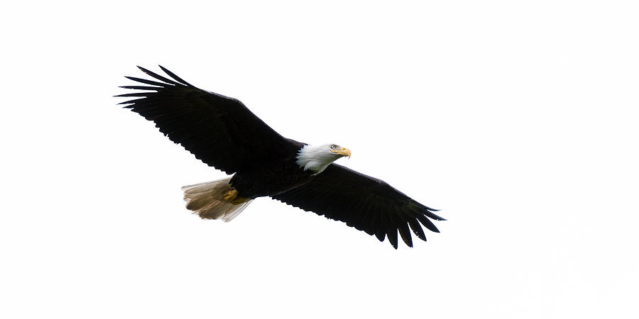 Bald Eagle in Flight Photograph by Gary Langley