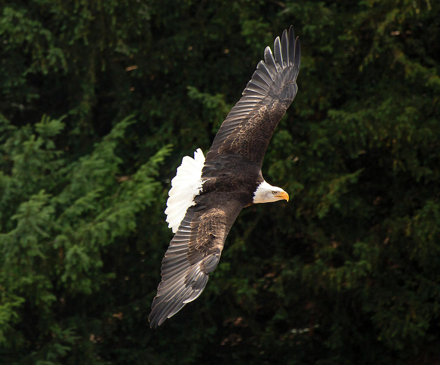Bald eagle in flight Photograph by Ian Watts
