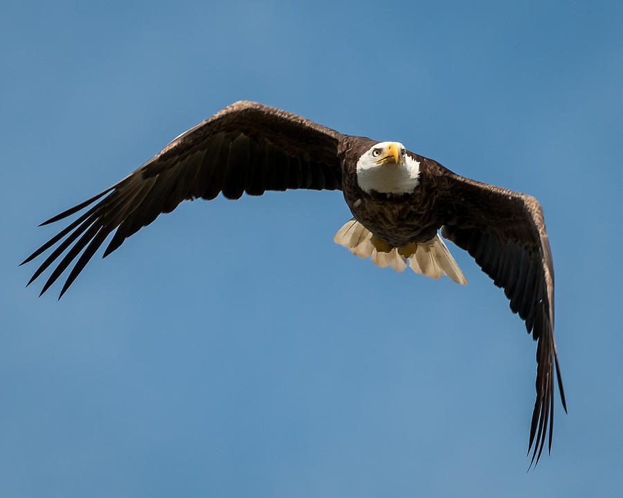Bald Eagle in Flight Photograph by Joe Myeress