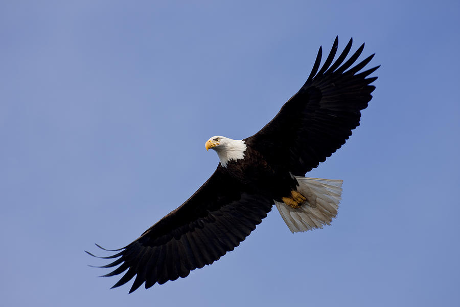 Bald Eagle in flight Photograph by John Hyde - Printscapes | Fine Art ...