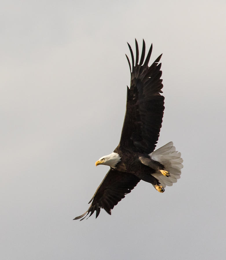 Bald Eagle in flight Photograph by Jonathan Clarke | Pixels