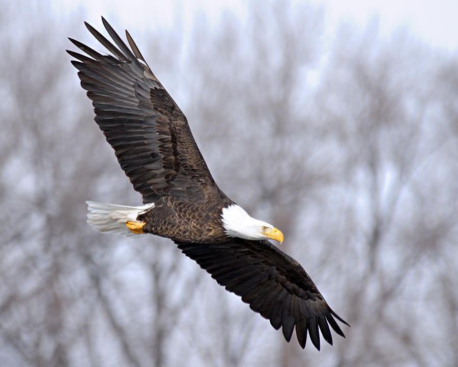 Bald Eagle in Flight Photograph by Larry Ricker