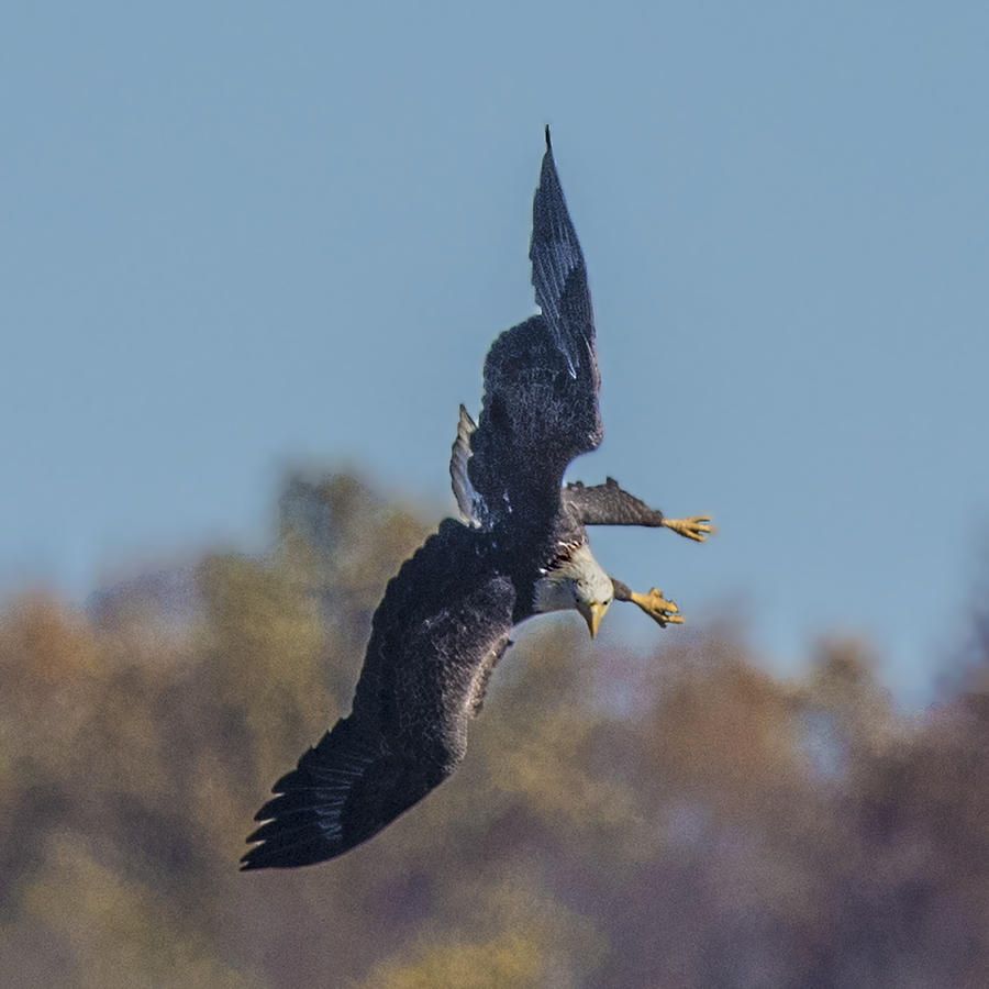 Bald Eagle In Flight Looking Down To Land Photograph by William Bitman