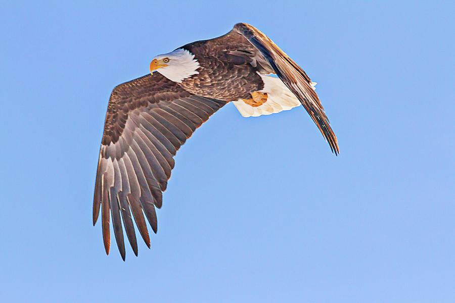 Bald Eagle Spreading Wings on Rock by Lowell Monke