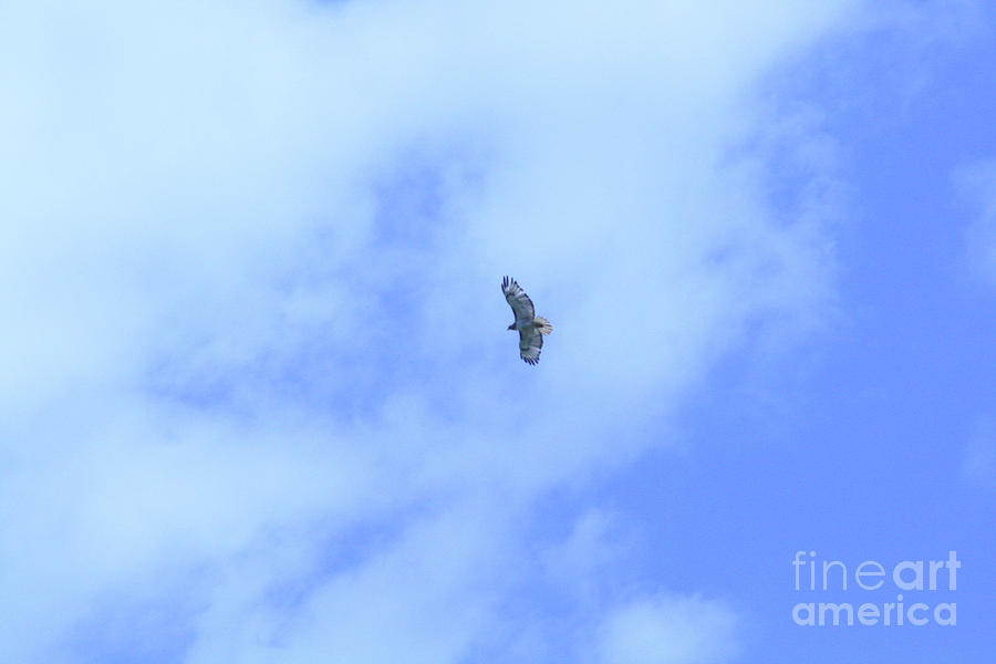 Golden Eagle Photograph - Golden Eagle in Flight by Mary Mikawoz Golden Eagle Photograph - Golden Eagle in Flight by Mary Mikawoz