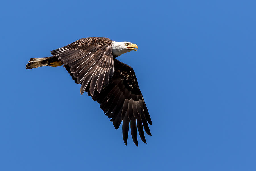 Bald Eagle in Flight Photograph by Rob Green